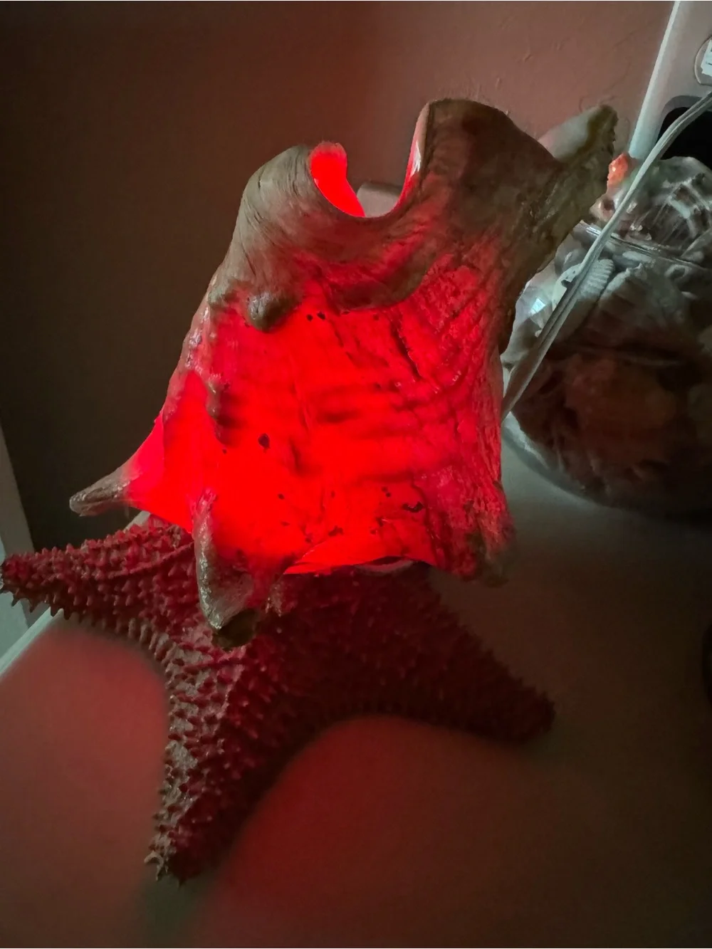 Real Conch Shell & Starfish Table Lamp Nightlight - Mexico 🇲🇽